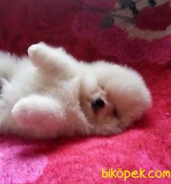 Birbirinden Sevimli Pomeranian Yavruları 1