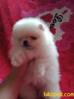 Birbirinden Sevimli Pomeranian Yavruları 5