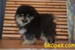 BLACK AND TAN POMERANİAN BOO 2