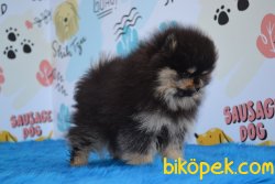 BLACK AND TAN POMERANİAN BOO YAVRUMUZ 4