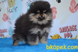 BLACK AND TAN POMERANİAN BOO YAVRUMUZ 3