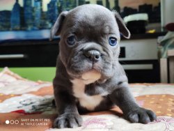 BLUE VE FAWN FRECH BULLDOG YAVRULARIMIZ 2