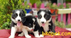 RESMİ ÜRETİCİDEN BORDER COLLİE YAVRULAR 2