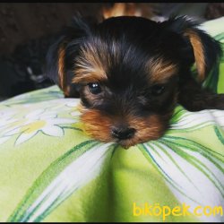 BÜYÜMEZ TÜY DÖKMEZ 0 NUMARA YORKSHİRE TERRİER 4