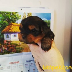 BÜYÜMEZ TÜY DÖKMEZ 0 NUMARA YORKSHİRE TERRİER 3