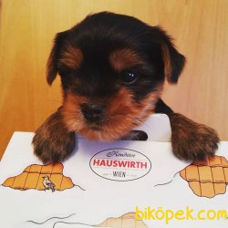 BÜYÜMEZ TÜY DÖKMEZ 0 NUMARA YORKSHİRE TERRİER 2