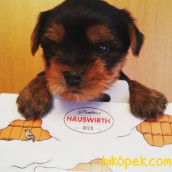 BÜYÜMEZ TÜY DÖKMEZ 0 NUMARA YORKSHİRE TERRİER 1