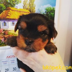 BÜYÜMEZ TÜY DÖKMEZ 0 NUMARA YORKSHİRE TERRİER 5