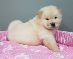 Chow Chow  Çi̇n Aslanı  Kar Beyaz Yavrular 3