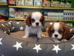 CAVALİER KİNG CHARLES YAVRULARI 3