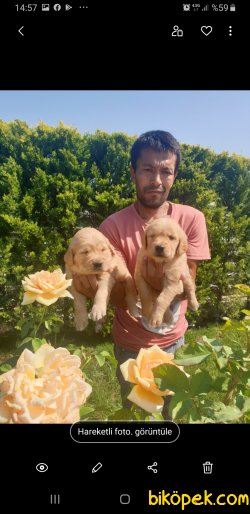 Golden Retriever Sevimli Yavrular 2