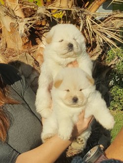 Chow Chow Çin Aslanı 2