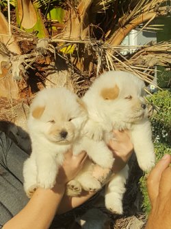 Chow Chow Çin Aslanı 1