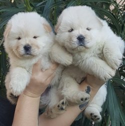 CHOW CHOW YAVRU KÖPEKLER 1
