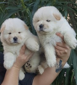 CHOW CHOW YAVRU KÖPEKLER 2