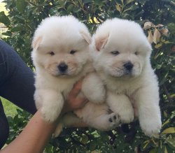 CHOW CHOW YAVRU KÖPEKLER 3