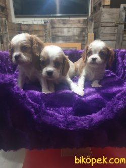Cing Charles Cavalier  Çok Sevimli Yavrularım 4