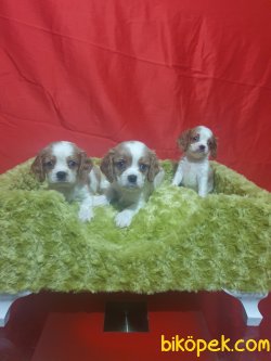 Cing Charles Cavalier  Çok Sevimli Yavrularım 5