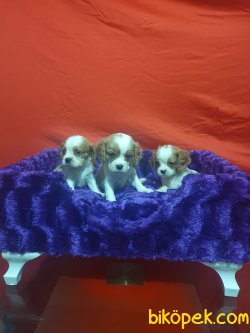 Cing Charles Cavalier  Çok Sevimli Yavrularım 3