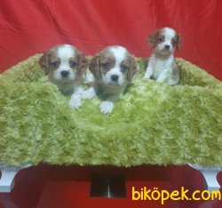 Cing Charles Cavalier  Çok Sevimli Yavrularım 1