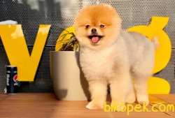 Pomeranian Boo Tailand 2