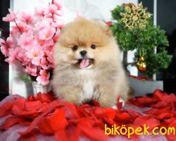 En Nadir Renk Ayı Surat Muhteşem Boo Pomeranian 2