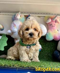 Dizayn Irk Mini Maltipoo Bebekler 4