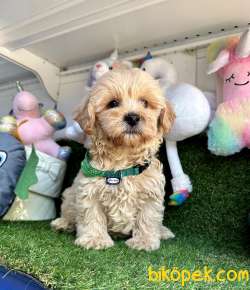 Dizayn Irk Mini Maltipoo Bebekler 2