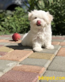 Dünya Tatlısı Maltese Terrier Yavrularımız 3