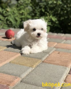 Dünya Tatlısı Maltese Terrier Yavrularımız 4