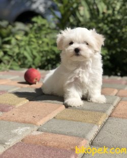 Dünya Tatlısı Maltese Terrier Yavrularımız 1