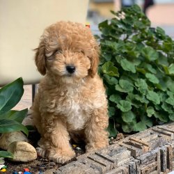 MİNİ TOY POODLE APRİCOT YAVRULAR 1