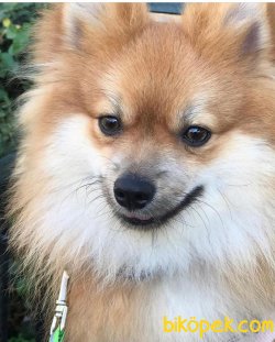 Enerjik Sevecen Pomerian 3