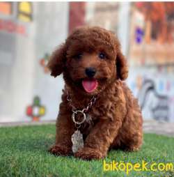 Eğitimli Poodle Yavrular 1