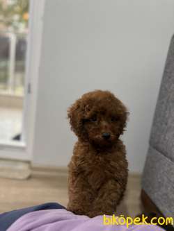 Erkek Toy Poodle 2