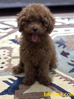 Erkek Toy Poodle 1