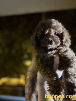 Erkek Toy Poodle 3