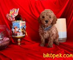 Red Brown Poodle Yavrular 1