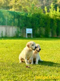 SAFKAN GOLDEN RETRIEVER YAVRULARI 3