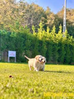 SAFKAN GOLDEN RETRIEVER YAVRULARI 5
