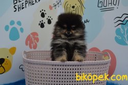 HARİKA BLACK AND TAN POMERANİAN YAVRUMUZ 1