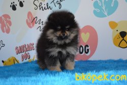 HARİKA BLACK AND TAN POMERANİAN YAVRUMUZ 2