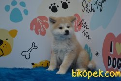 HARİKA JAPON AKİTA İNU YAVRUMUZ 2