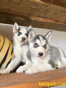 HUSKY SİBİRYA KURDU BEBEKLER IRK GARANTİLİ 1