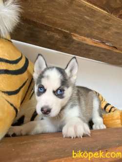 HUSKY SİBİRYA KURDU BEBEKLER IRK GARANTİLİ 3