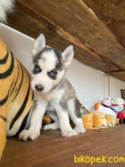 HUSKY SİBİRYA KURDU BEBEKLER IRK GARANTİLİ 5