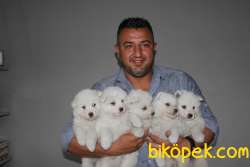 Irk Garantili Sözleşmeli Olarak Samoyed Yavrularımız 2