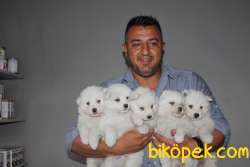 Irk Garantili Sözleşmeli Olarak Samoyed Yavrularımız 3