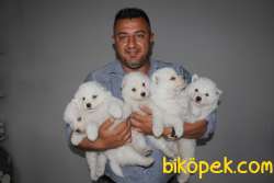 Irk Garantili Sözleşmeli Olarak Samoyed Yavrularımız 1