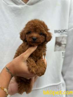 Irk Ve Sağlık Garantili Poodle Bebeklerimiz 1